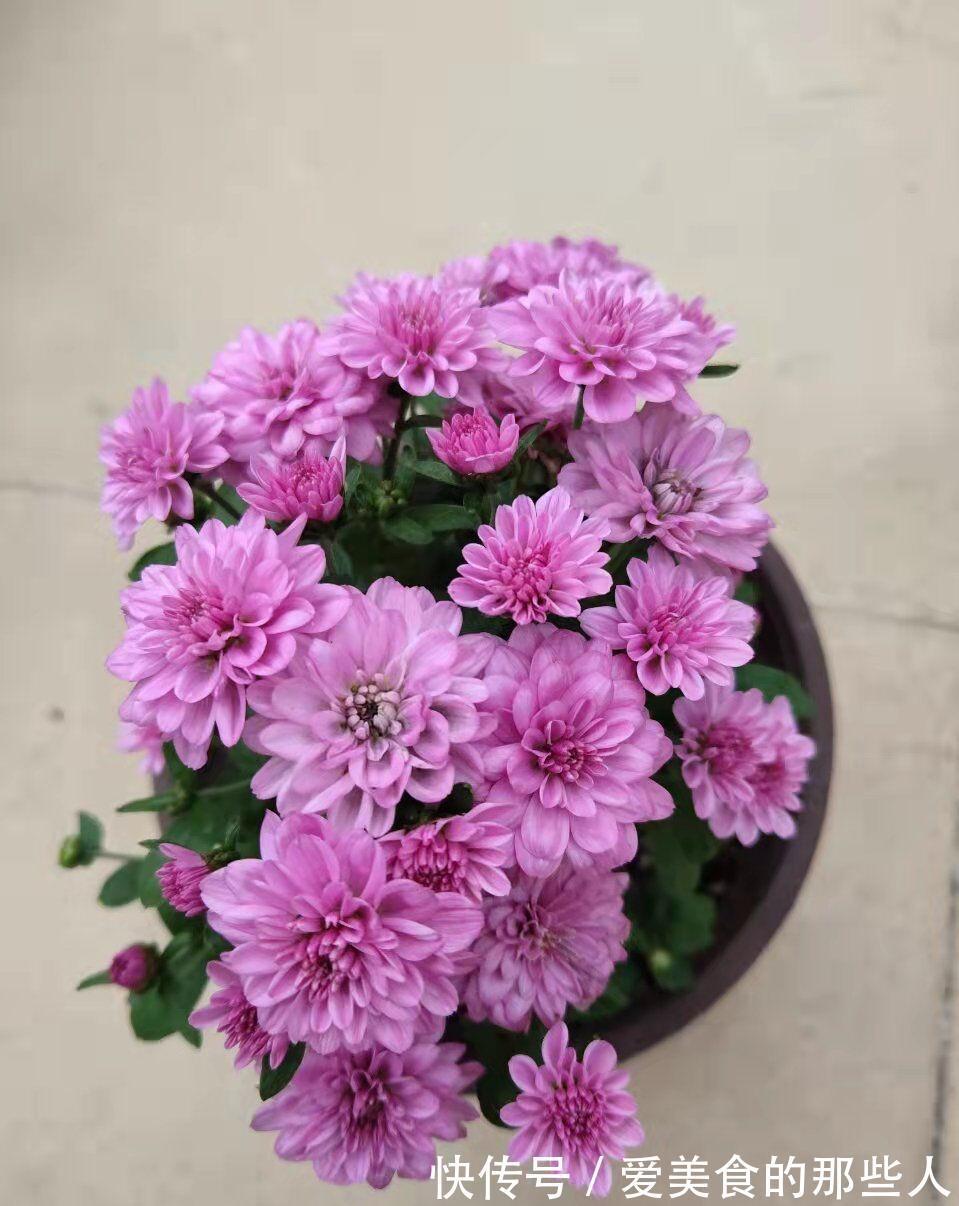 3种花,真的不怕寒冷,零度也能开花、很灿烂花很多特别美