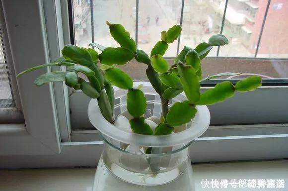 梳子|蟹爪兰插在梳子上，一次50片，大白根呼呼冒，爆盆太过瘾