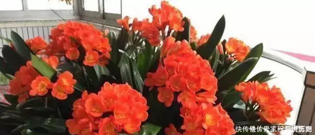 君子兰|君子兰“离不开”2种水,1年换着“浇”,冒“白根”、开花多