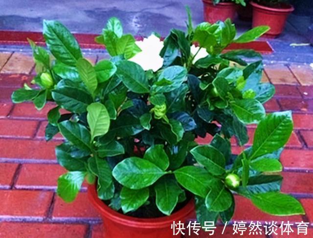 好时机|年后一定要逛花市，因为是“捡漏”的好时机，养花老手都会去溜达