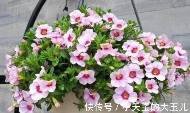 农历十月初四立冬后,养什么花?以下3种花,一帆风顺财源滚滚