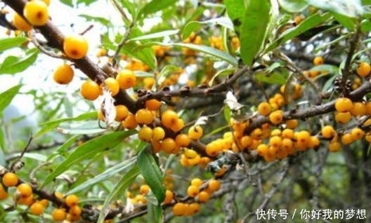 它被誉为是“天然的维生素宝库”,同时也是糖尿病患者的“福音”