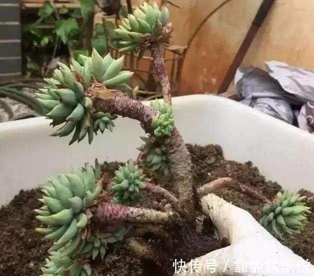 多肉植物越长越瘦是你不会捣鼓,教你4招,个个胖鼓鼓