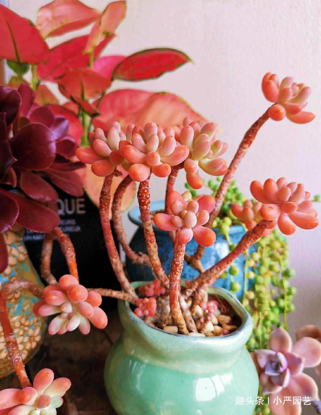 多肉春天浇水做好三个“观察”，快速生长，安全度夏