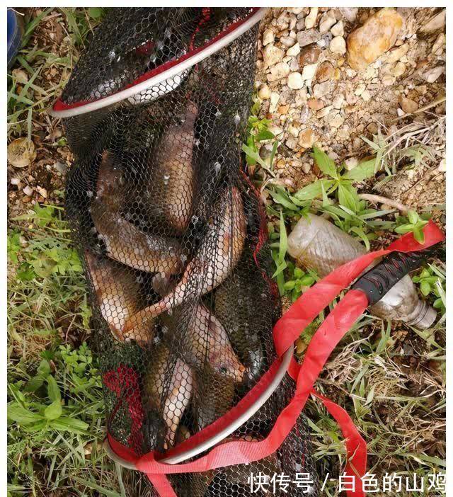 北江禾花鲤大爆发，将成生态问题？钓鱼人一天轻松钓50斤