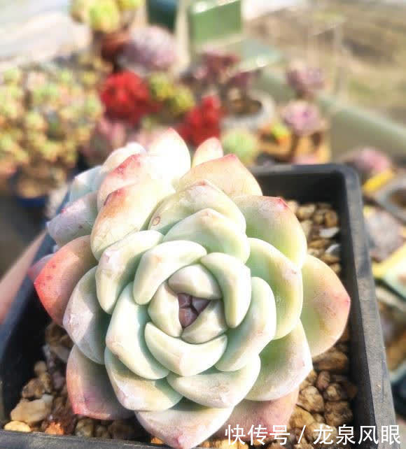 风扇|多肉想要养得好,通风,光照不能少,夏天养多肉,小风扇准备好