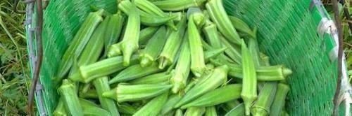 草本植物|农村不起眼的野草,城里人却要花钱买,原来有6大好处