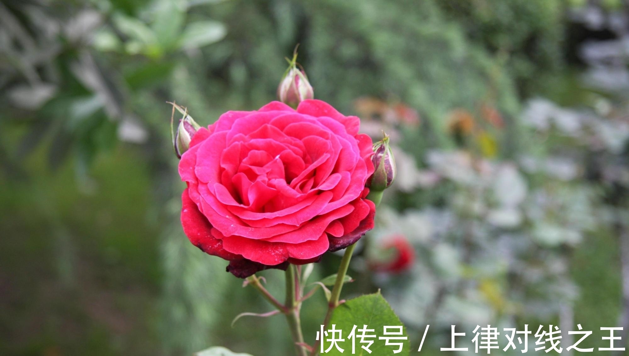 刚买回家的花,不到2周就枯萎了,什么原因造成的?