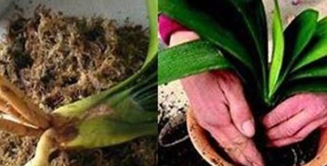 养花|养君子兰，用上这“2种肥”，比什么淘米水、黄豆水强“100倍”