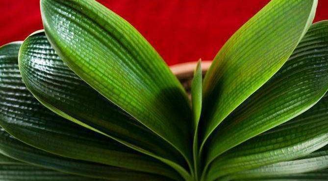 3种花一定不能饿着,学会此样做,开花一茬接一茬