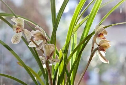 最适合老人养的四种花,健康长寿又养心