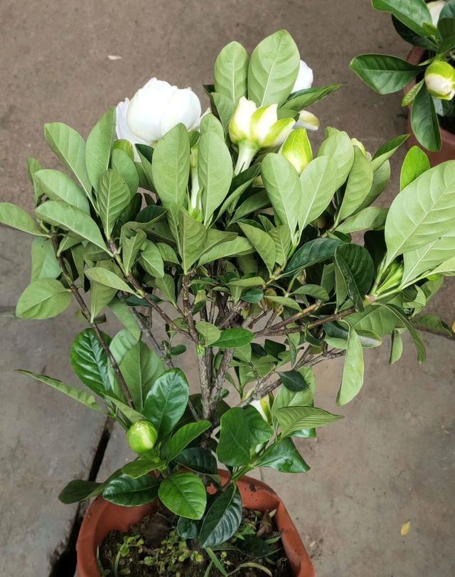 养殖|栀子花真好养,这三个养殖方法包你玩转栀子花