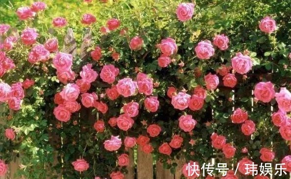 旱金莲|家里这些花卉吊起来养,既增加了观赏价值,又节省了养殖空间