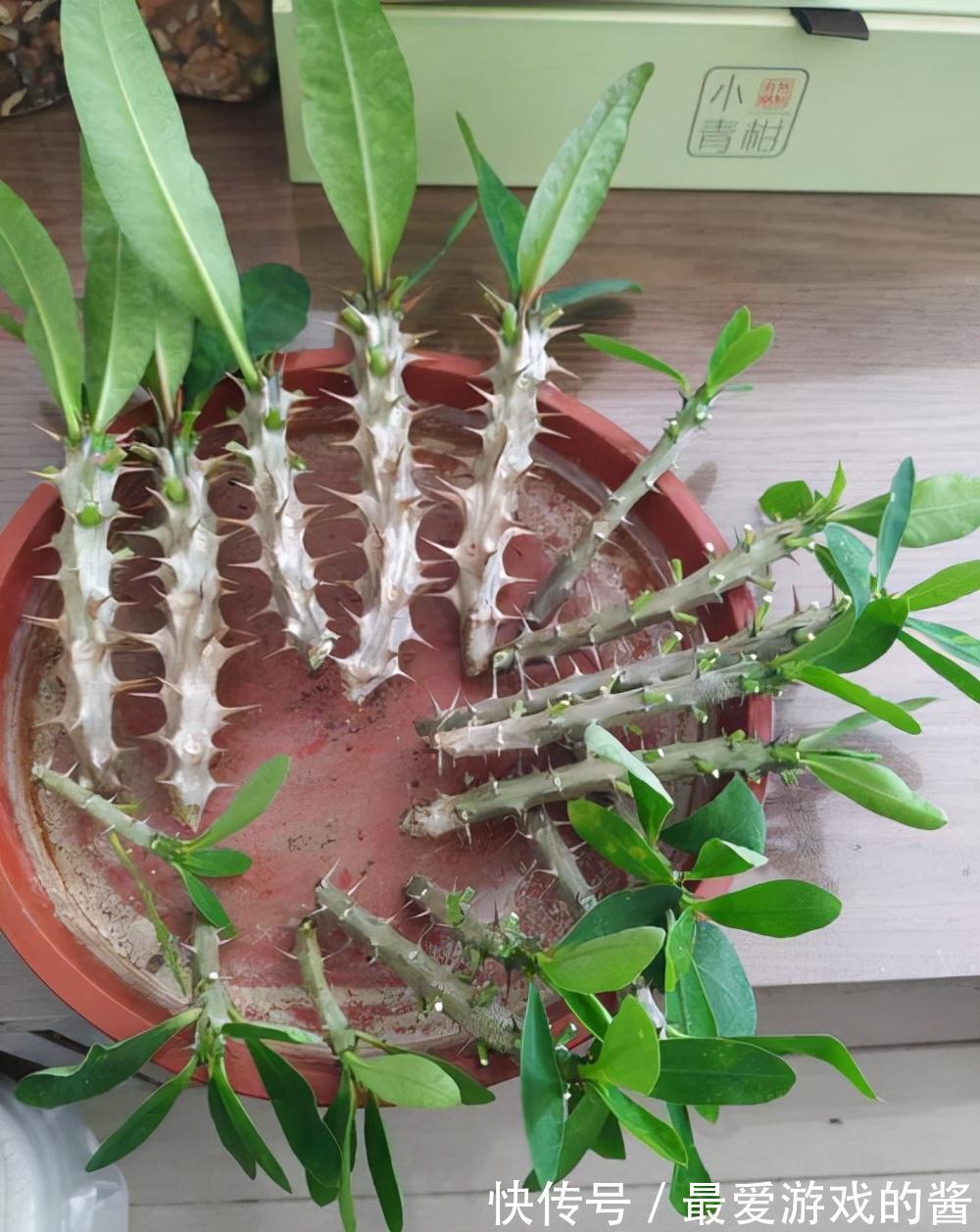 适合10月扦插的“5种花”,喜欢不要花钱买,几根枝条就能插一盆