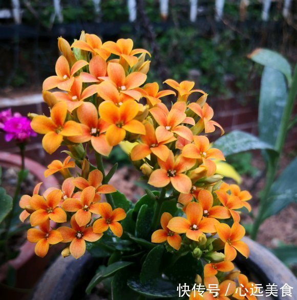 家庭养长寿花,学会“配土”,满足3个“要求”,开花持续不断