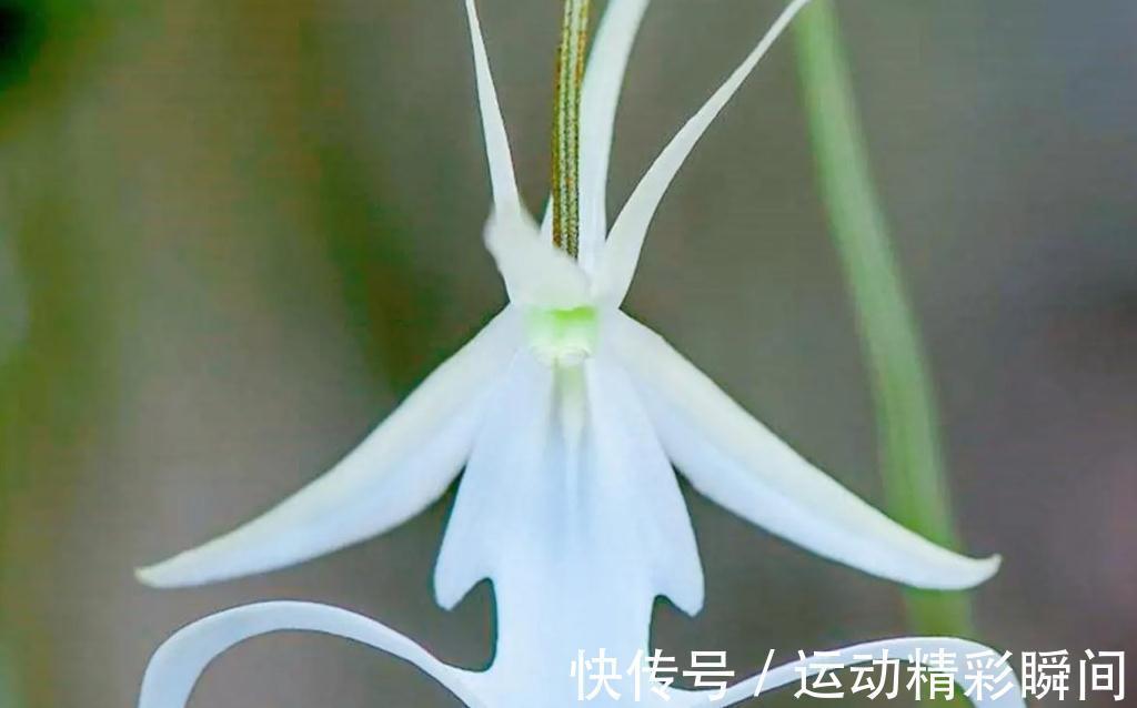 越漂亮的花越神秘，这10种花，都有一个美丽的传说