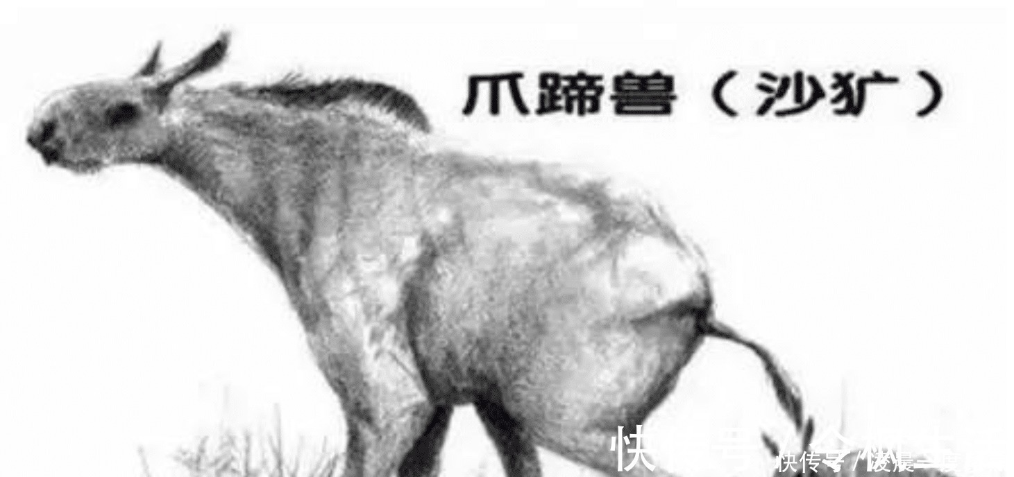 苏门羚$“驴头狼” 现身神农架,它已灭绝五十万年,再次出现有何警示