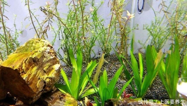 不花钱使鱼缸水变清澈 不花钱使鱼缸水变清澈
