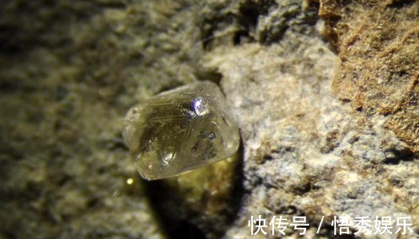 植物|野外遇到这种植物不要放过,因为植物的根部能结出钻石