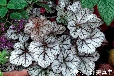 5种“耐寒花”，趁着秋天种一盆，爆花3个月，冬天不寂寞