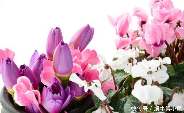 花友来稿|翩翩蝴蝶花还能开180天?看完文章你也可以