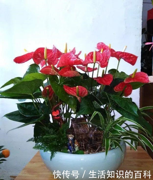 想省心就养这些花，没有病虫害，就爱开花！想省心就养这些花，没有病虫害，就爱开花！