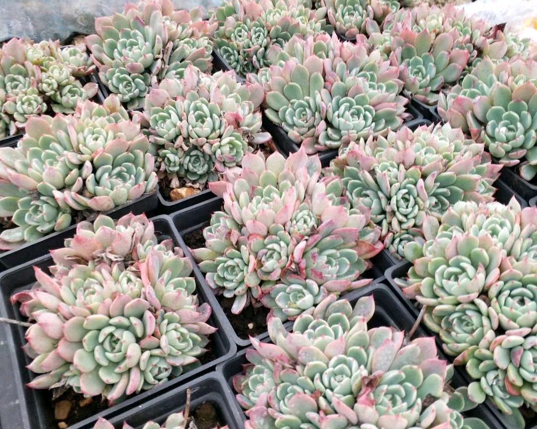 爆盆出锦的多肉可以换盆吗选对换盆方式，疯长爆盆还易出锦