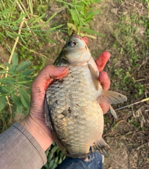 饵料|夏天大板鲫都藏在这些地方,方法用对就可以钓到