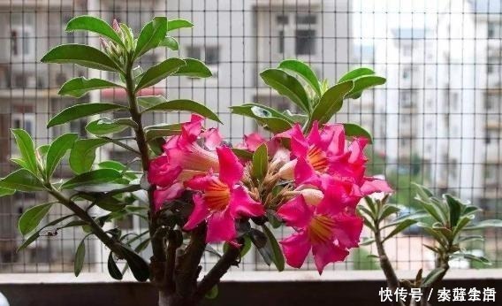 玫瑰花|阳台要想变漂亮，此花养2盆，一到花期，颜值不输玫瑰，养了就爱！