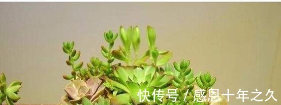 盆栽|养花浇水要懂“见干见湿”，如何理解怎么把握你知道吗！