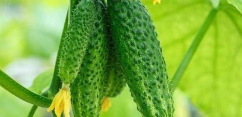 维生素c|生活中很普通的食物,女性每天换着吃,排出黑臭宿便,越吃越瘦