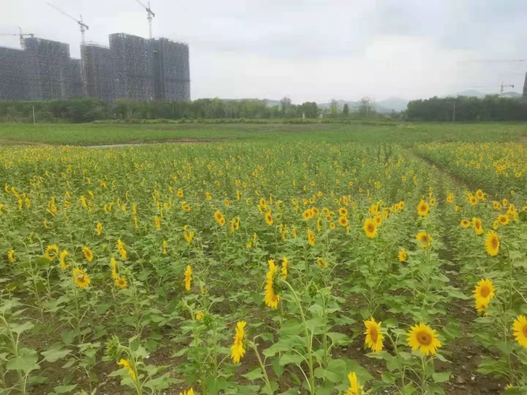 钱江经济开发区|太美了！余杭这片花海正值花期，免费开放！