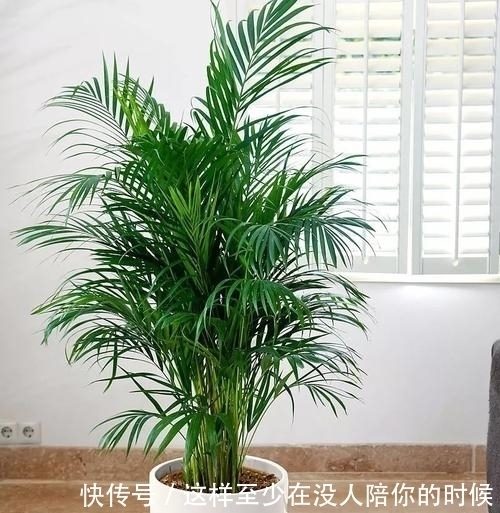 寓意|6种观叶植物,好看又好养,寓意美好,是家庭盆栽佳品!