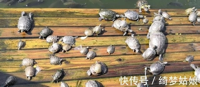 国龟&两种国龟的悲歌——古时的山泽常客到现今的附录稀客