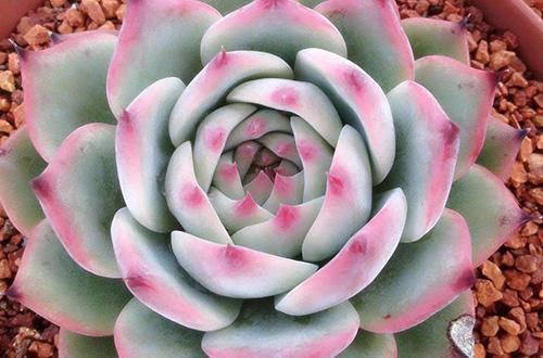 这种多肉超耐旱,一个月不浇水,反而胖成肉墩子