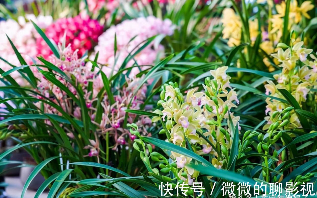 磷酸二氢钾养花作用大，它有很多个“妙用”，很多人就只知道一个