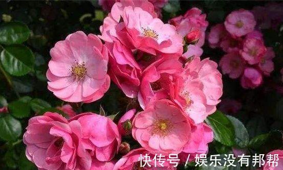 颜值担当|从8月28日开始,家养此款花卉,比香水好闻,姿色艳丽