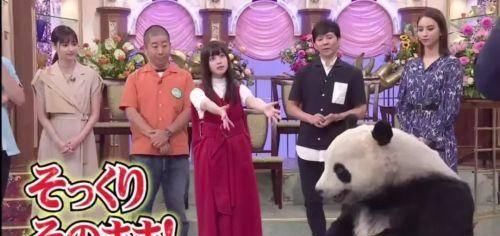 动物园|日本节目迷惑人：难道动物园里的熊猫都是人扮演的？