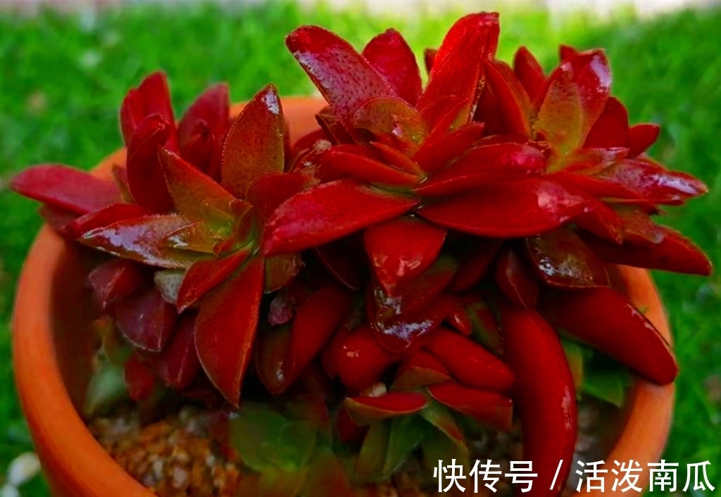 唐印|多肉肥点才好看,所以这些多肉夏天不能轻易断水,缺水会越长越丑