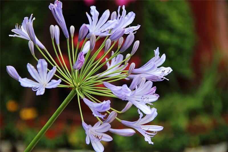 此花所代表的是多子多福，有着很吉祥的名字，是很美的花