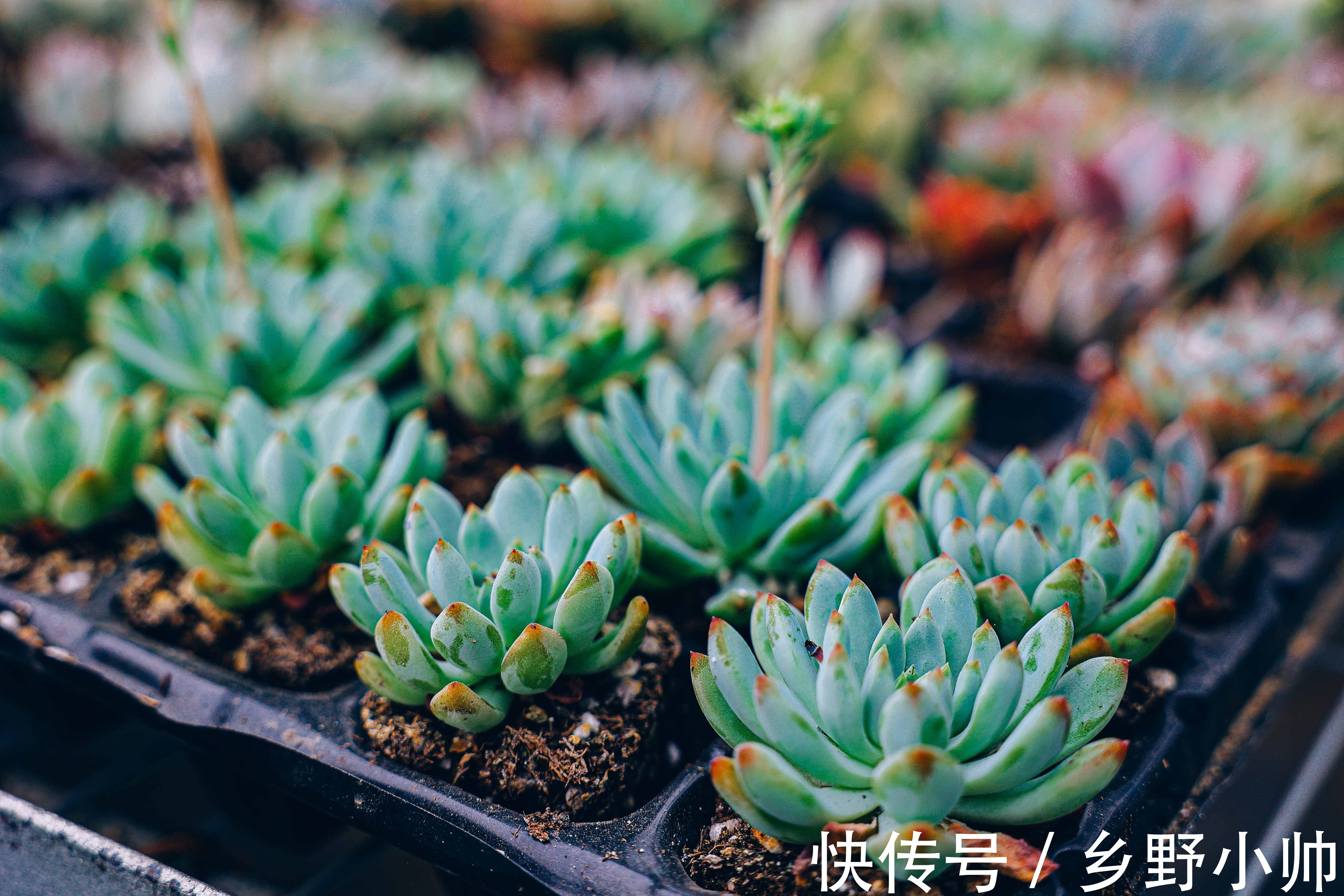 夏天|夏天温度这么高，可不可以给多肉吹空调？给多肉吹空调的利与弊