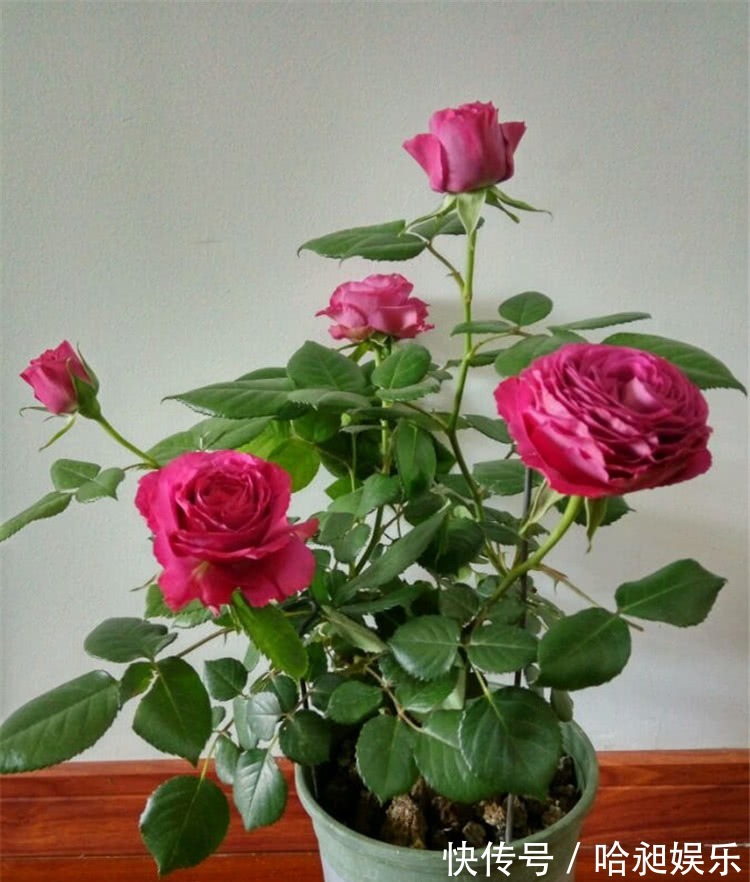 养月季,协调好3地方,月季越长越旺盛,一年四季花开不断!