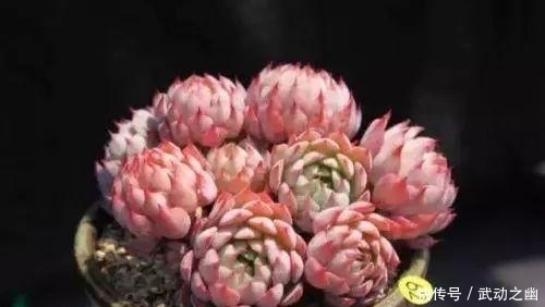 高温引起的多肉黑腐该怎么解决?如何预防黑腐病一定要知道!