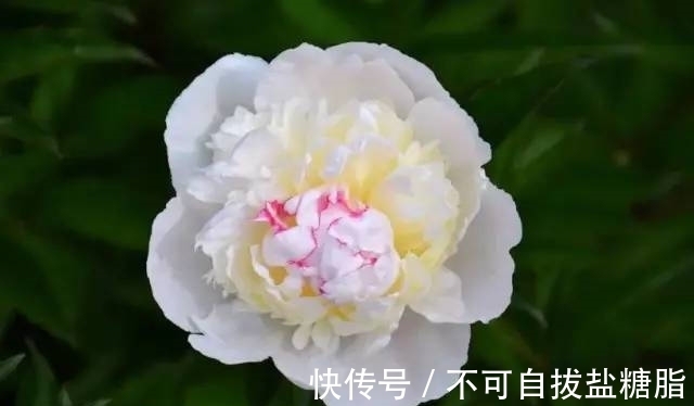 生肖|2月下旬月老送姻缘,真爱来敲门,邂逅心上人,情定终生的4生肖