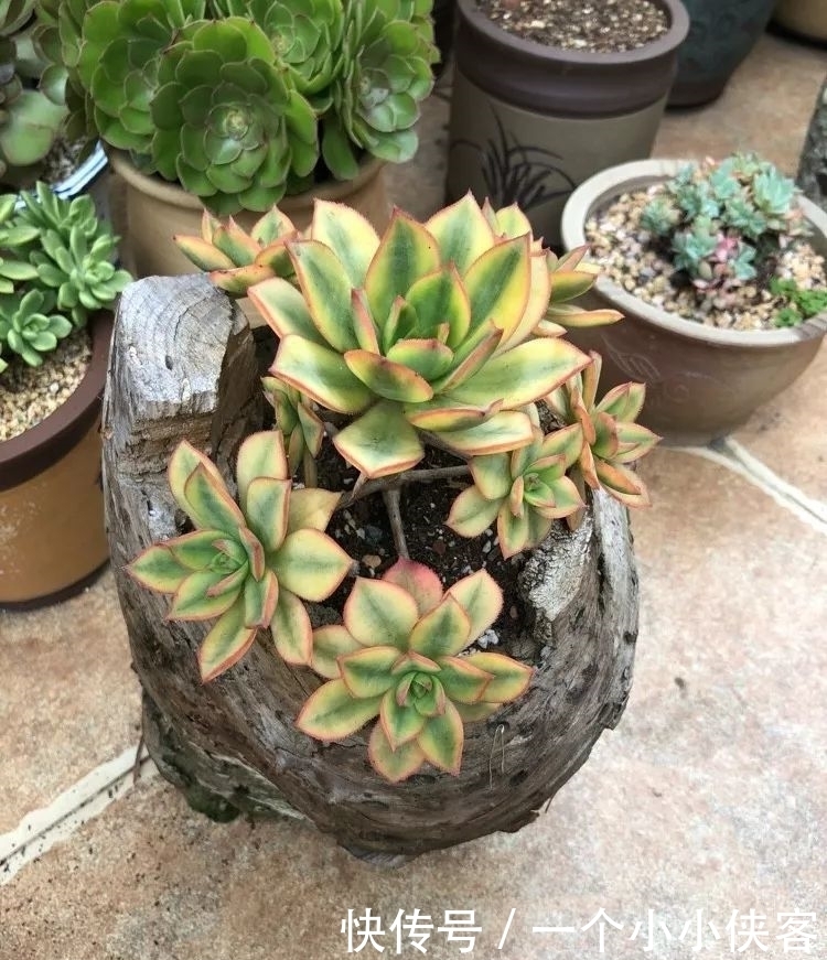多肉盆栽:强迫症养多肉,必须整整齐齐,一颗也不能乱