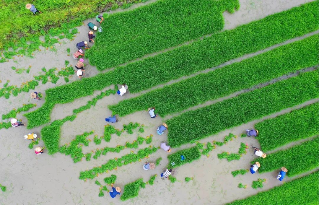 青岛|青岛崂山水库开闸放水，一群一群的花鲢鱼冲下河！一条二三十斤重，有人成麻袋往家搬