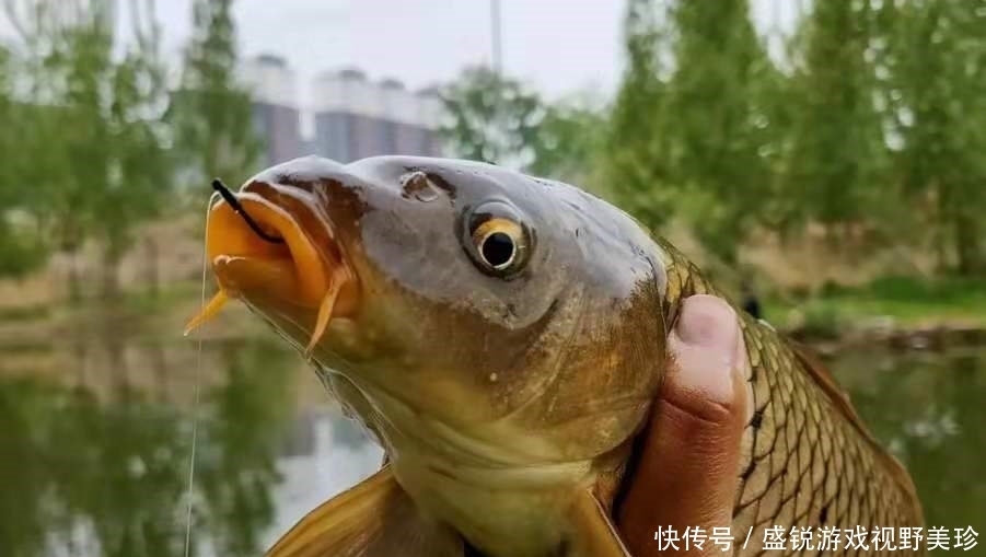 水草|老司机不会告诉你，夏钓鲤鱼一旦用这3招，天气再热也照样连竿！