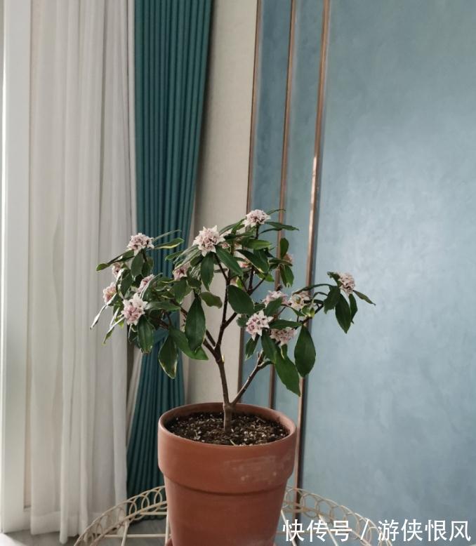 世界名花金边瑞香,冬季种植多注意这6点,开花香、数量多