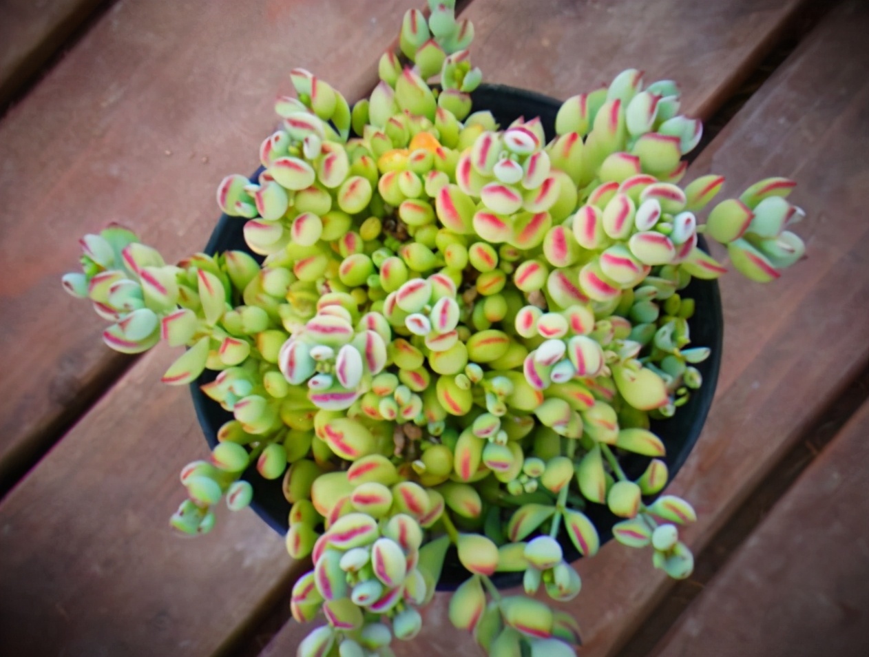 都喜欢叶插多肉,但是碰到6种,劝你别费工夫,因为成活率太低