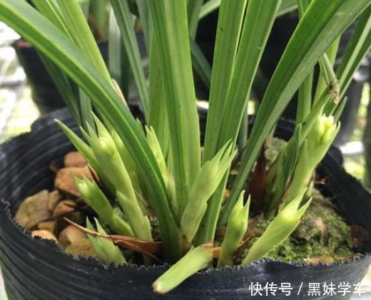 喜欢兰花就养建兰,重点只有2个,越养越上瘾,花朵艳丽满屋飘香!